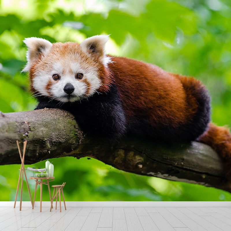 Customized Contemporary Red Panda Mural Mildew Resistant for Sitting Room Bedroom