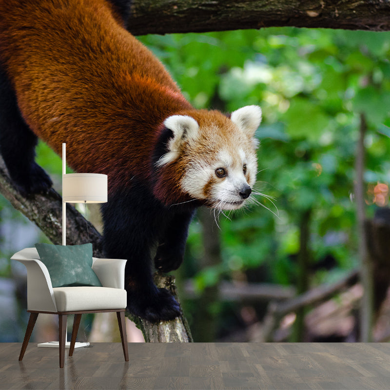 Customized Contemporary Red Panda Mural Mildew Resistant for Sitting Room Bedroom
