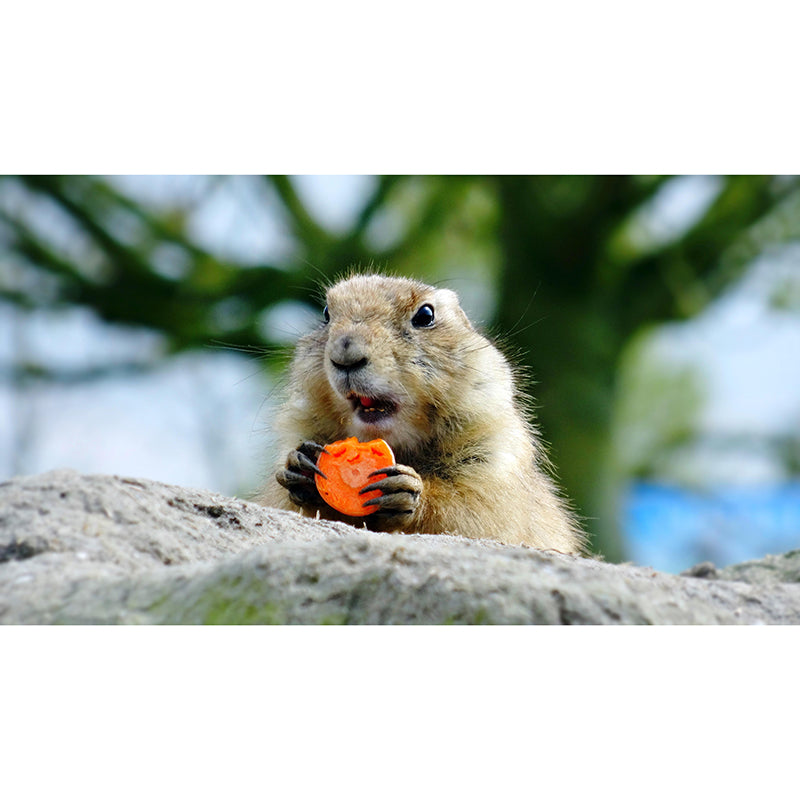 Customized Contemporary Prairie-Dog Mural Mildew Resistant for Sitting Room Bedroom