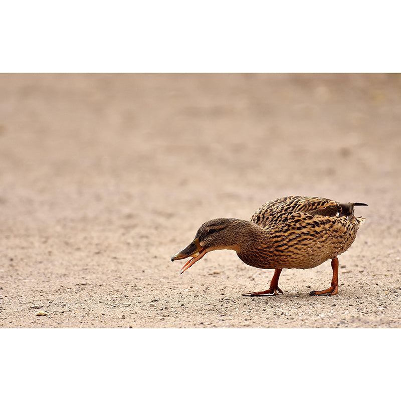 Customized Contemporary Duck Mural Mildew Resistant for Sitting Room Bedroom