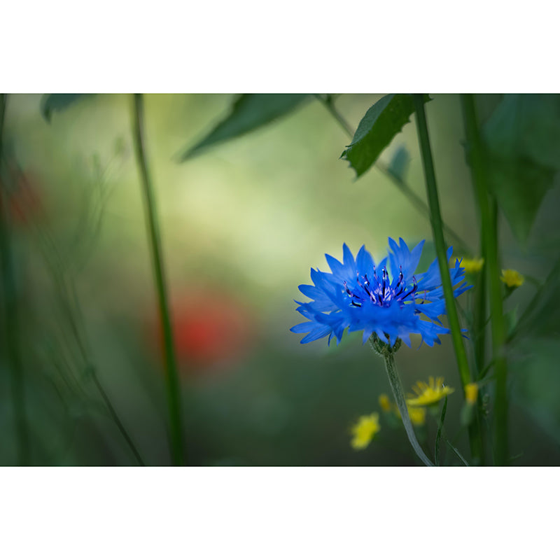 Customized Contemporary Cornflower Mural Mildew Resistant for Sitting Room Bedroom