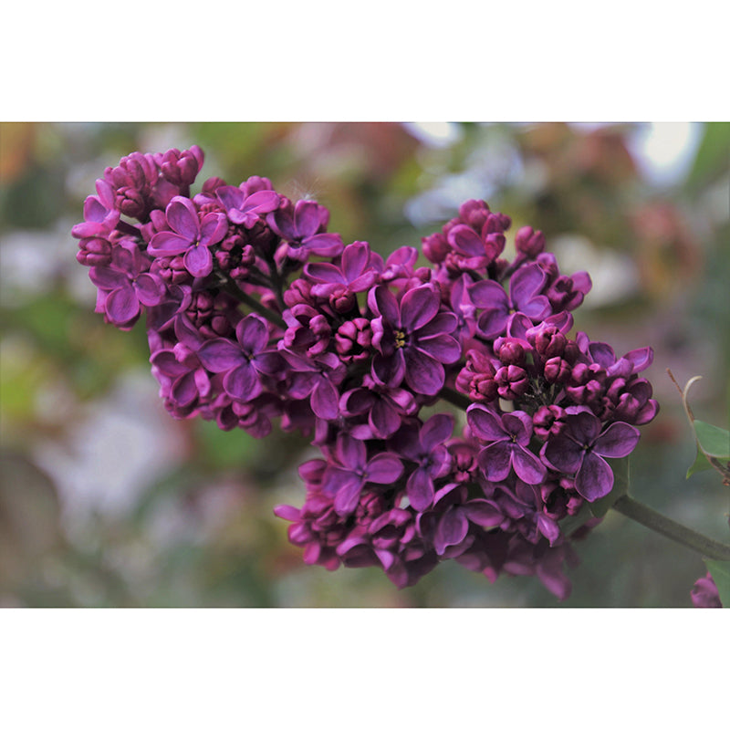 Lilac Contemporary Mural Decal Sitting Room Moisture Resistant Wall Decor