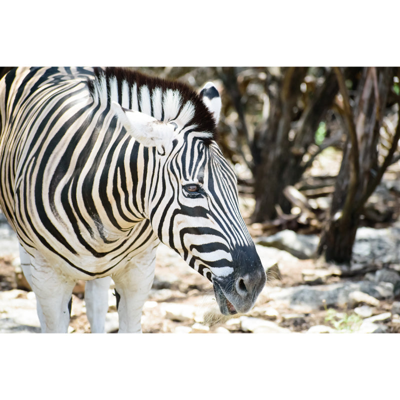 Zebra Wall Decal Animal Home Art Interior Decoration, Moisture Resistant