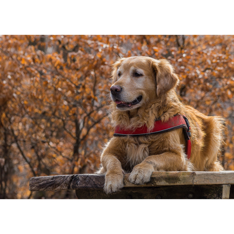 Cute Dog Mural Wallpaper Photography Mildew Resistant for Living Room Bedroom