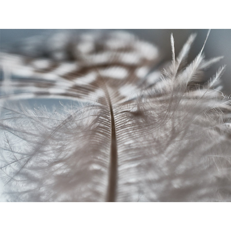 Bird Feather Mural for Sitting Room Wall Art in Light Color, Stain Resistant