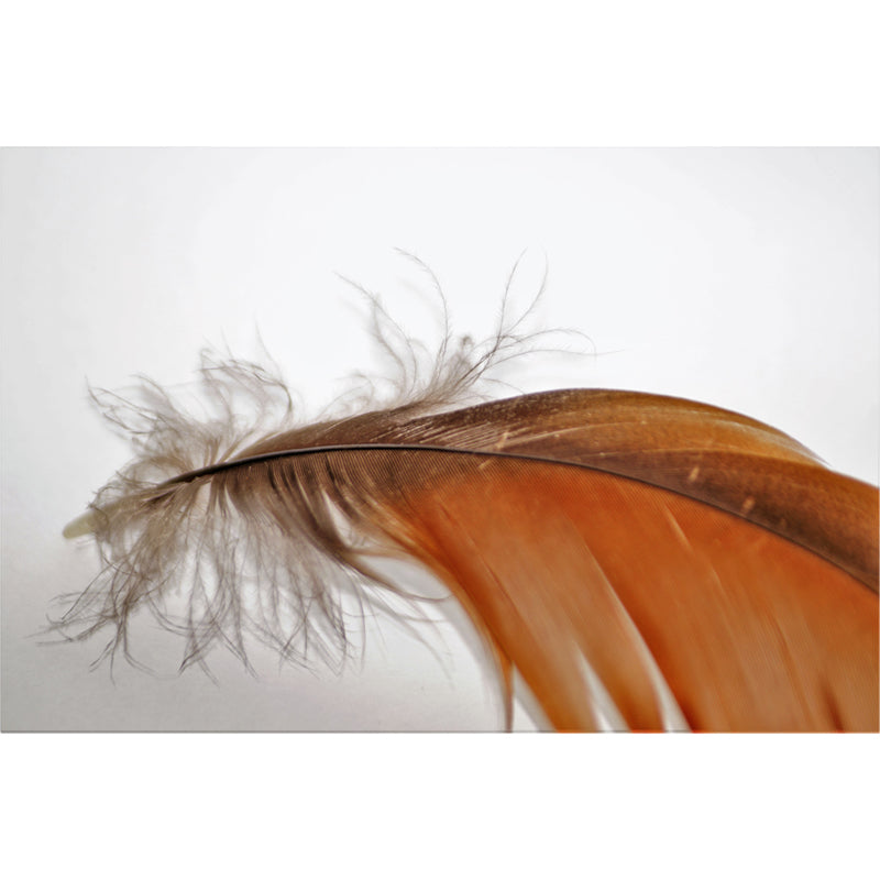 Light Color Feather Wall Mural for Bedroom Stain Resistant, Customized Size