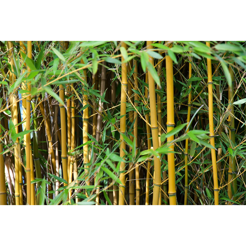 Bamboo Plant Mural Wallpaper for Sleeping Room Waterproofing, Made to Measure