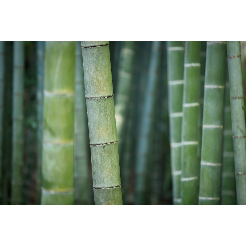Bamboo Plant Mural for Home Decor Customized Wall Covering, Made to Measure