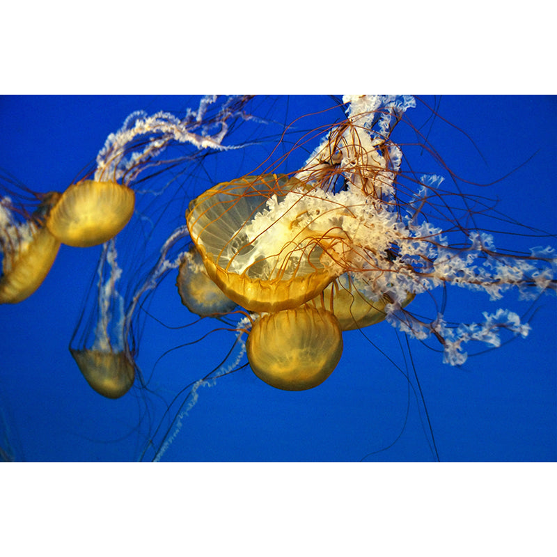 Sea Creatures Wall Covering for Sleeping Room Stain Resistant, Made to Measure