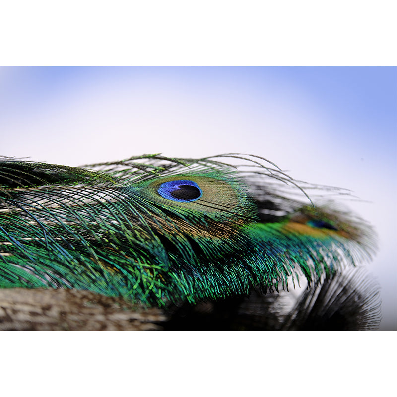 Peacock Feather Waterproof Sitting Room Customised Wall Covering, Made to Measure