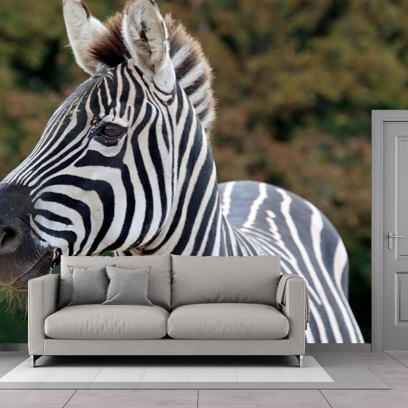 Photography Zebra Mural Wallpaper for Sitting Room Decor Multiple Sizes Available