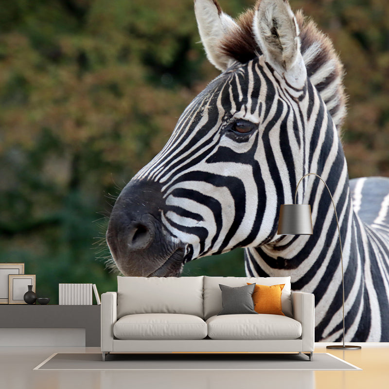 Photography Zebra Mural Wallpaper for Sitting Room Decor Multiple Sizes Available
