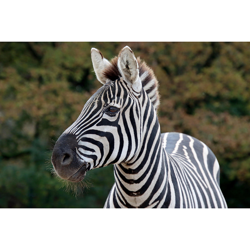 Photography Zebra Mural Wallpaper for Sitting Room Decor Multiple Sizes Available