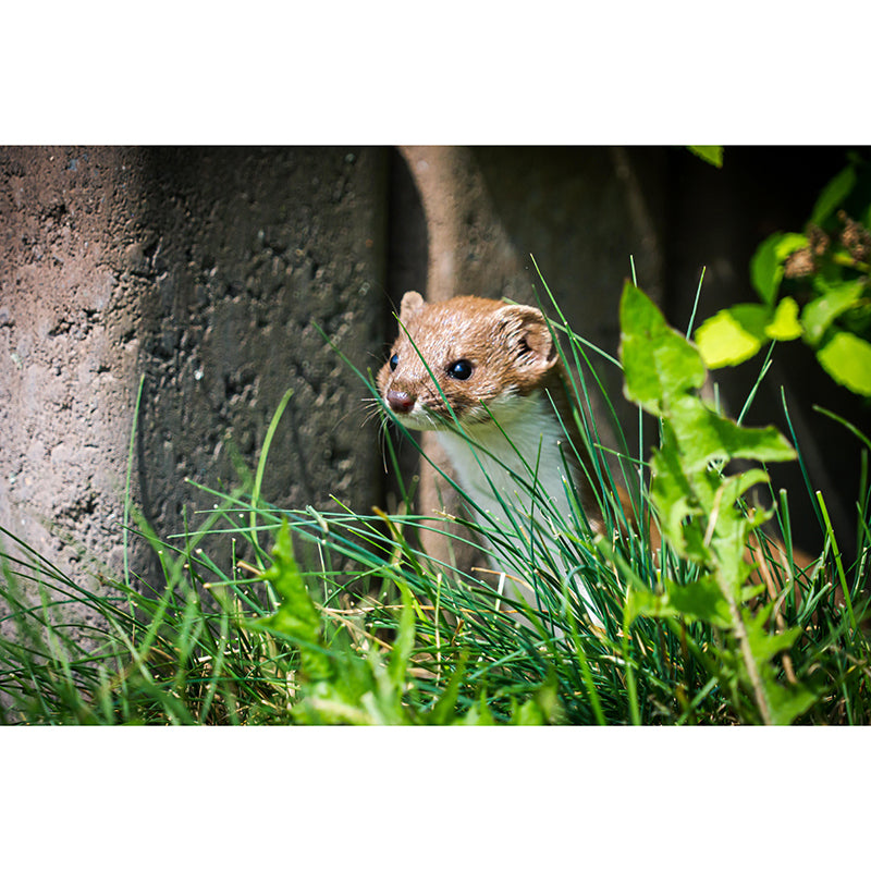 Weasel Contemporary Wall Mural Modernist Wall Covering for Bedroom Decor