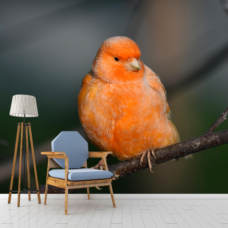 Canary Contemporary Wall Mural Modernist Wall Covering for Bedroom Decor