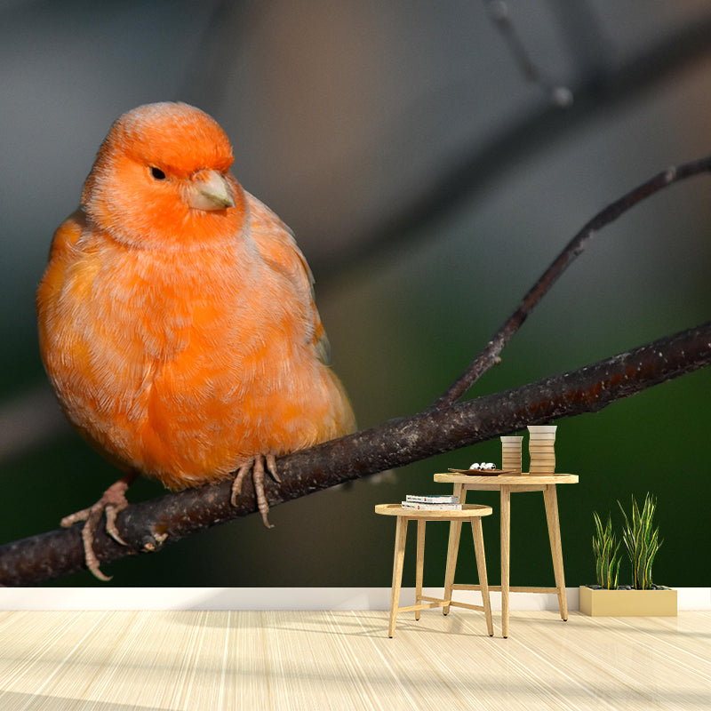 Canary Contemporary Wall Mural Modernist Wall Covering for Bedroom Decor