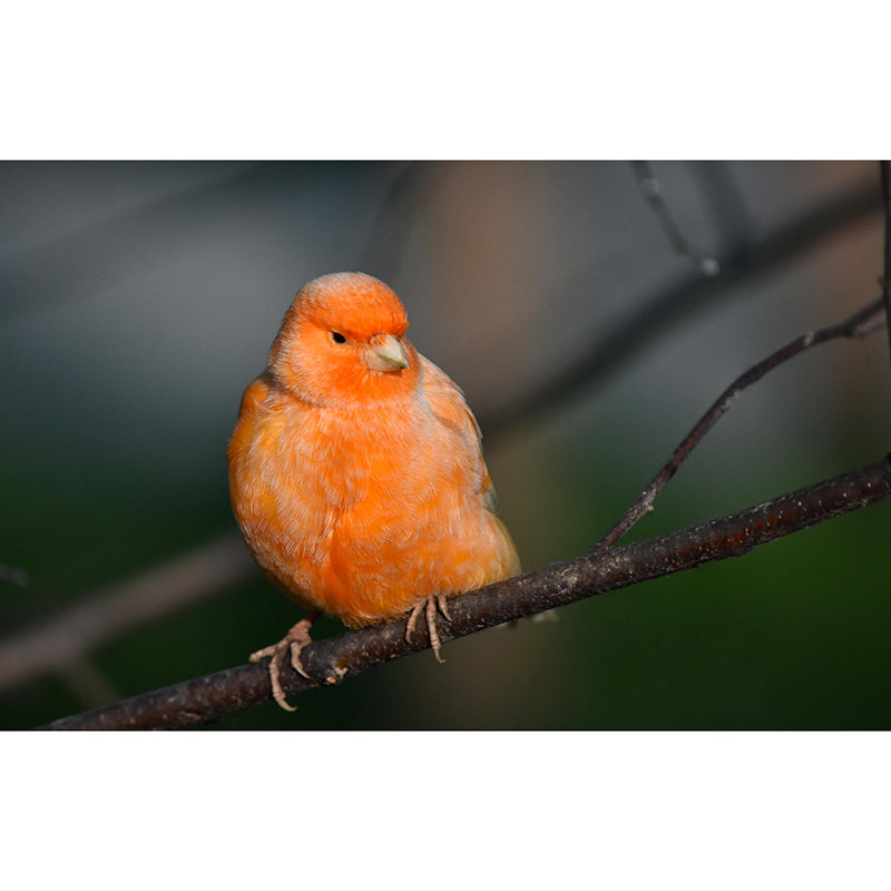 Canary Contemporary Wall Mural Modernist Wall Covering for Bedroom Decor