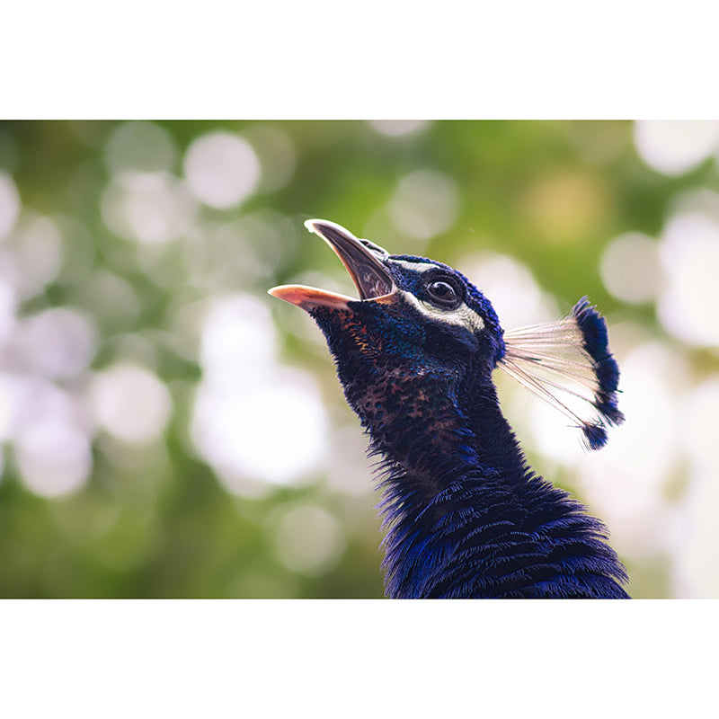 Photography Peacock Mural Decorative Wallpaper Decor for Living Room Bedroom