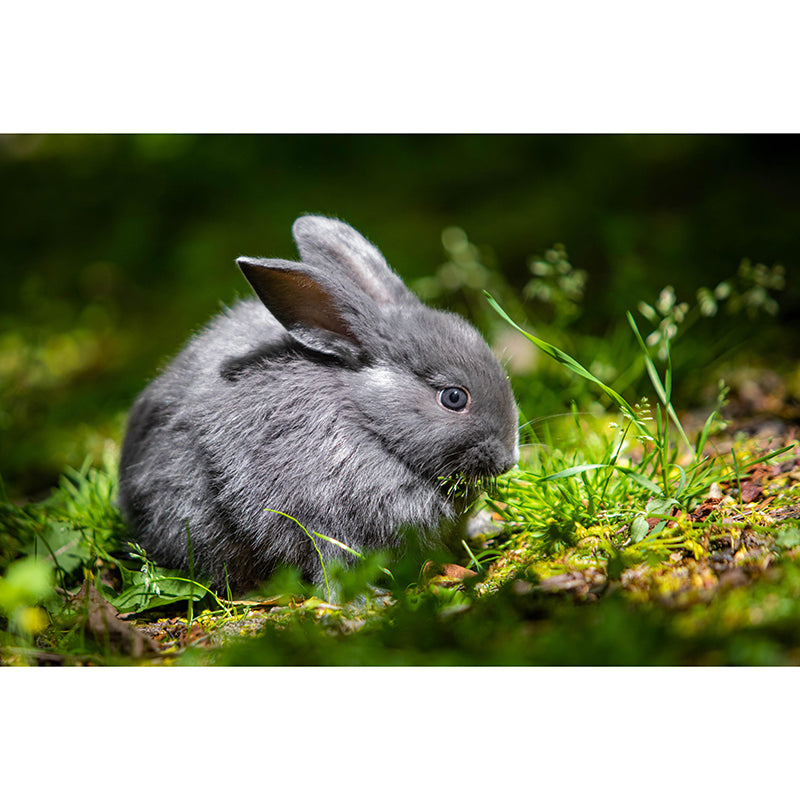 Chinchilla Rabbit Contemporary Wall Mural Modernist Wall Covering for Bedroom Decor