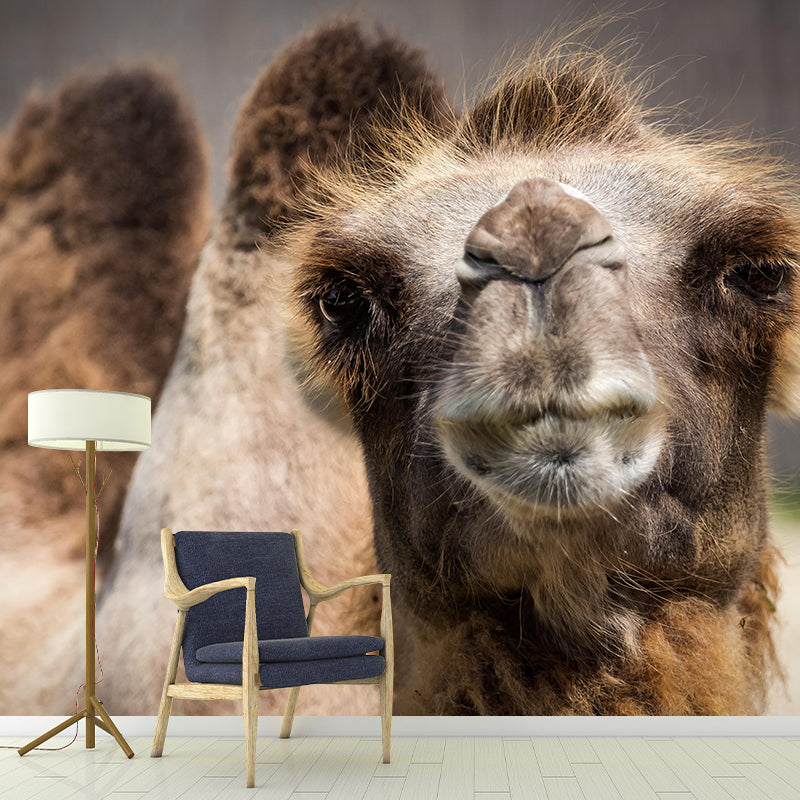 Photography Camel Mural Wallpaper for Sitting Room Decor Multiple Sizes Available
