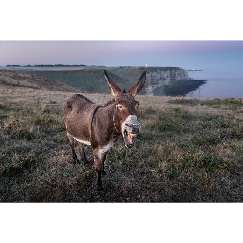 Donkey Mural Wallpaper Wall Covering Mildew Resistant for Sleeping Room