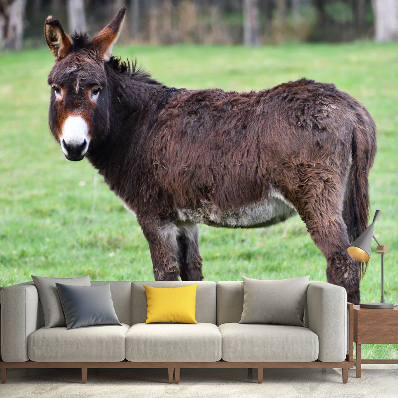 Donkey Mural Wallpaper Wall Covering Mildew Resistant for Sleeping Room