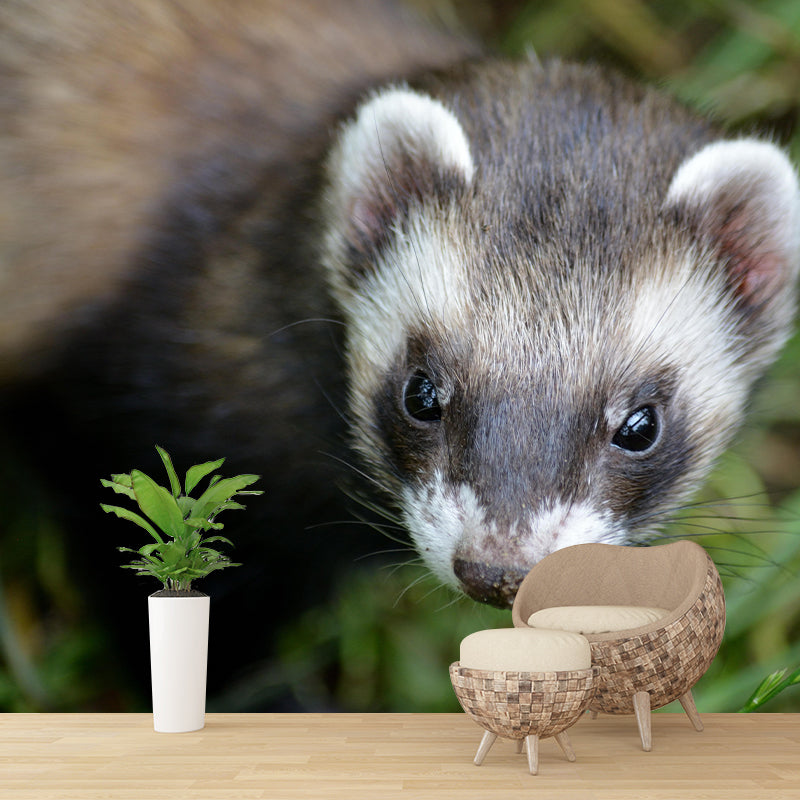 Cute Ferret Mural Wallpaper Wall Covering Mildew Resistant for Sleeping Room