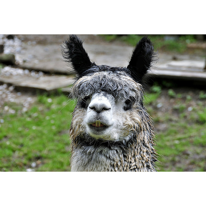 Cute Alpaca Mural Wallpaper Wall Covering Mildew Resistant for Sleeping Room