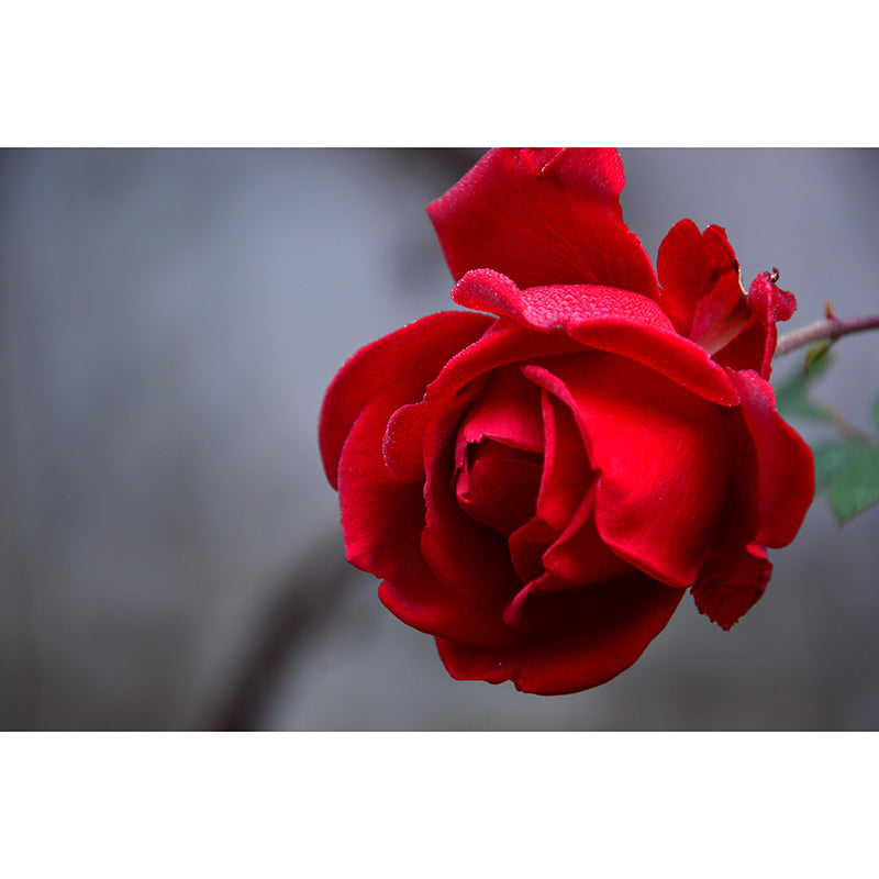 Photography Rose Mural Wallpaper for Sitting Room Decor Multiple Sizes Available