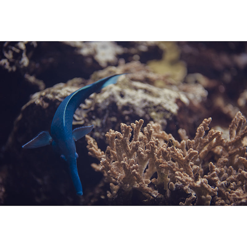 Seabed Swimming Creatures Mural Wallpaper Moisture-Resistant Wall Covering for Home