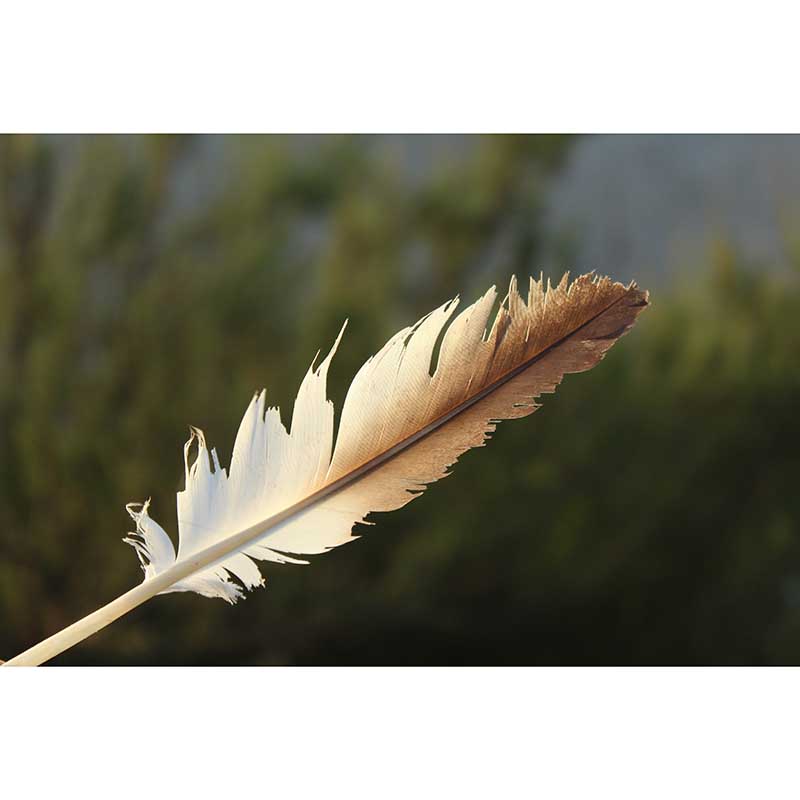 Feather Wall Mural Decal Girls' Bedroom Stain Resistant Wall Covering, Made to Measure