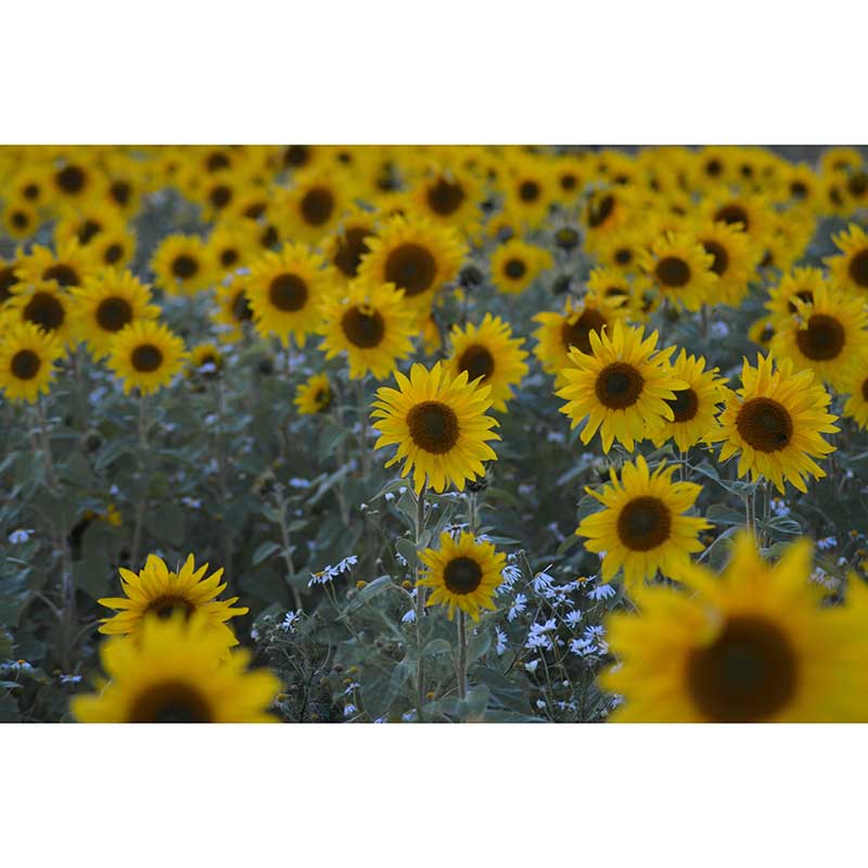 Sunflower Wall Decals Removable Yellow Flower Wall Covering for Sitting Room