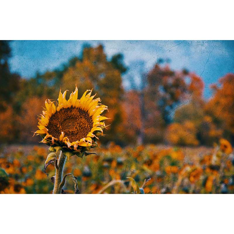 Yellow Flower Mural Wallpaper for Girl's Bedroom Washable Wall Covering