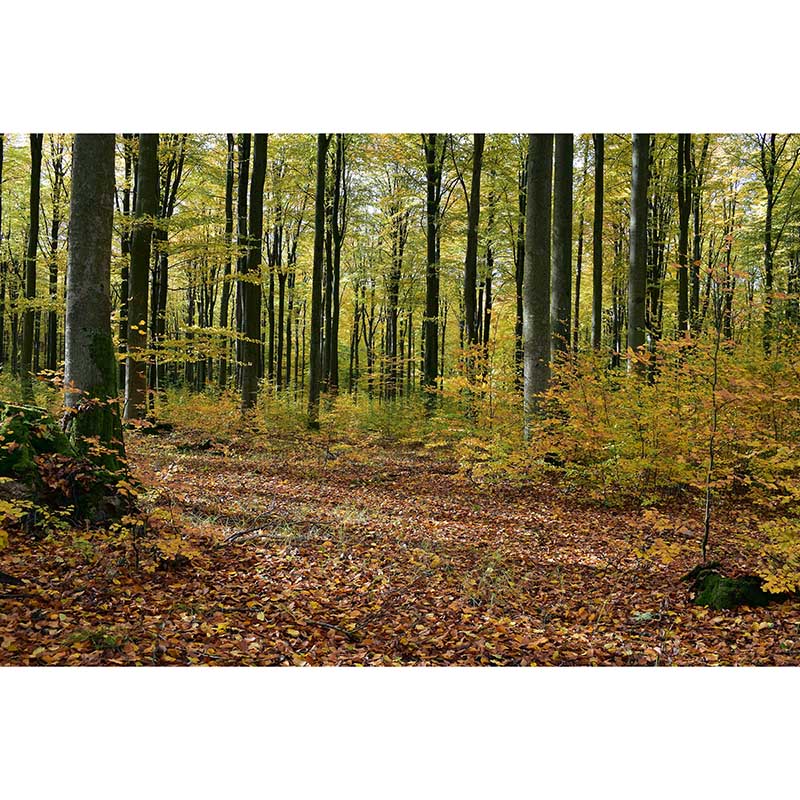 Crowded Forest Mural Wallpaper for Living Room Waterproofing Wall Covering, Made to Measure