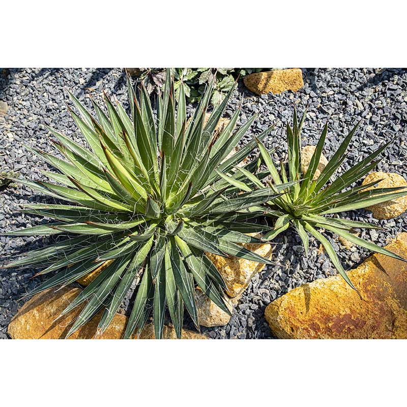 Plant Wall Murals Tropical Moisture Resistant Wall Covering, Custom Size