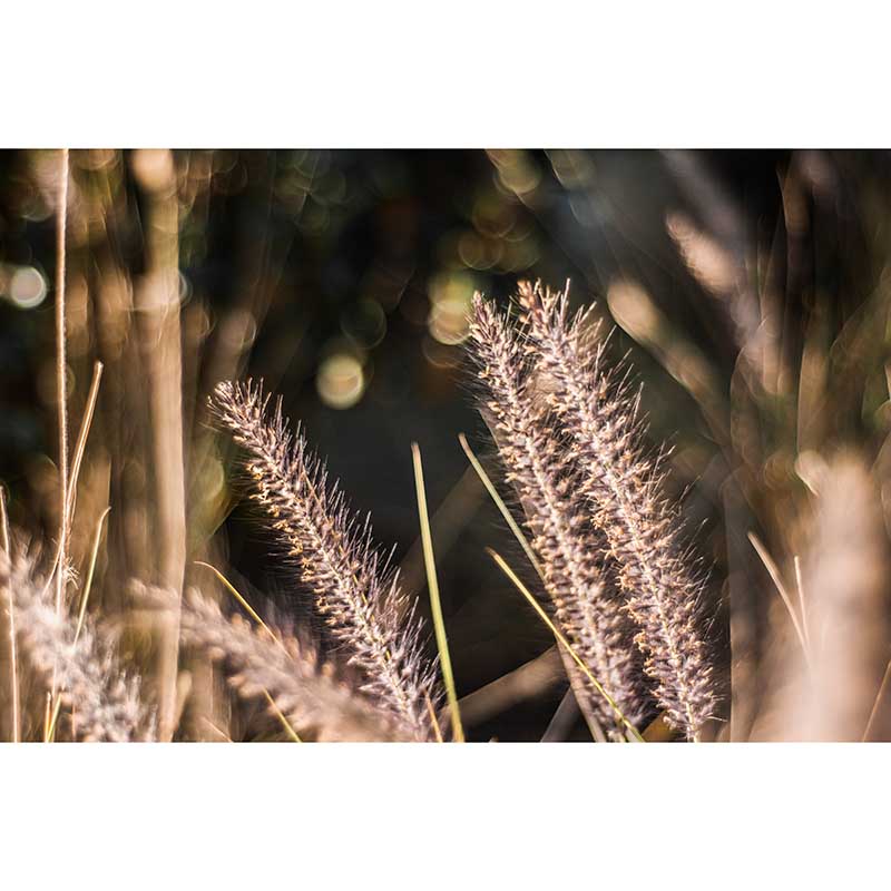 Common Plant Wall Covering for Living Room Bedroom Home Decor, Customized Size