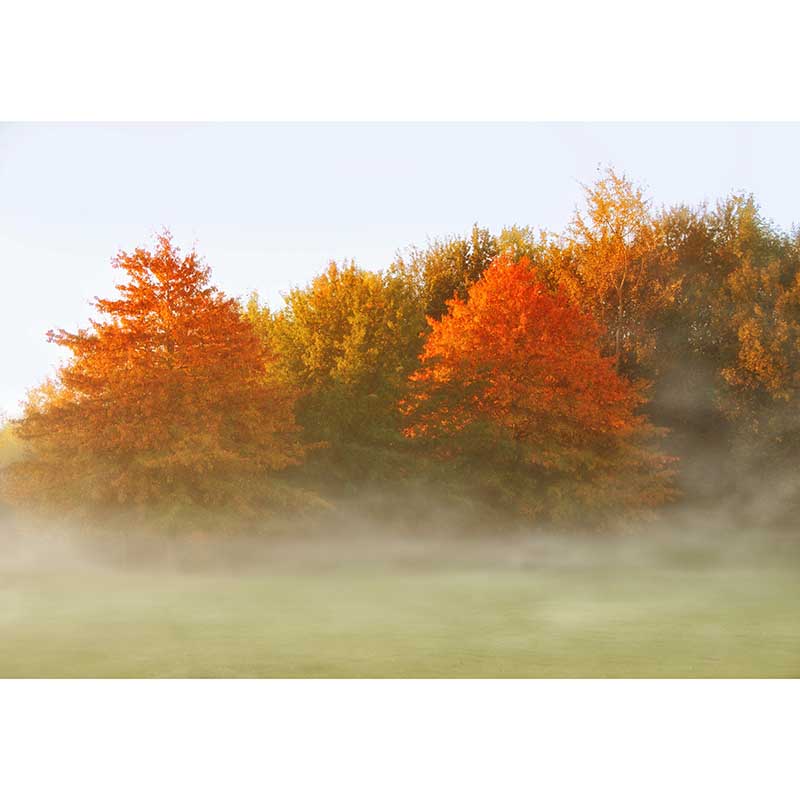 Fall Forest Mural Modern Murals Wallpaper for Living Room Moisture Resistant, Custom Size Available