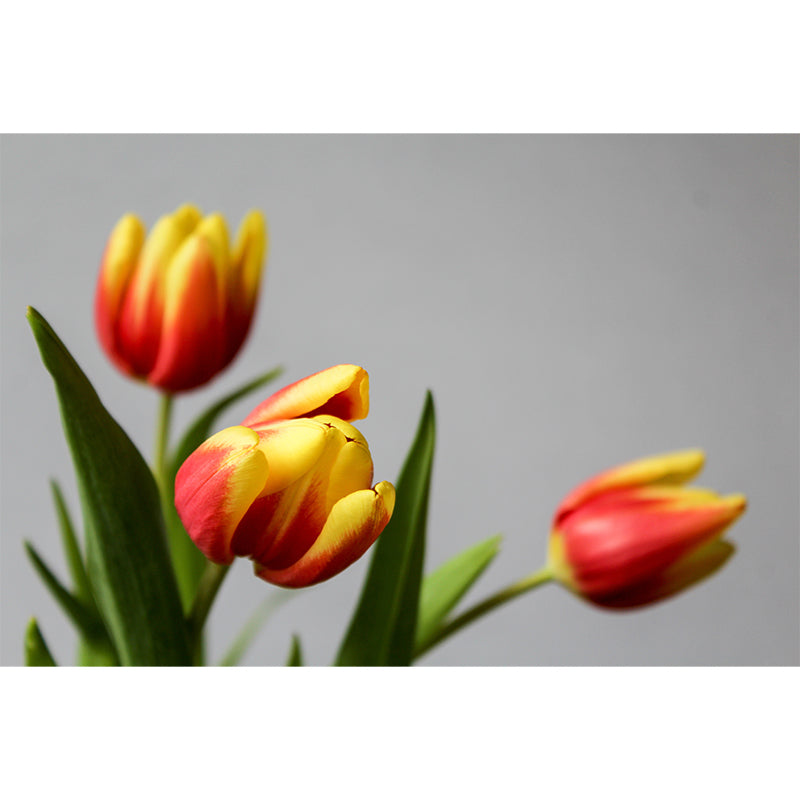 Colorful Tulip Flowers Mural Wallpaper Moisture Resistant for Sitting Room