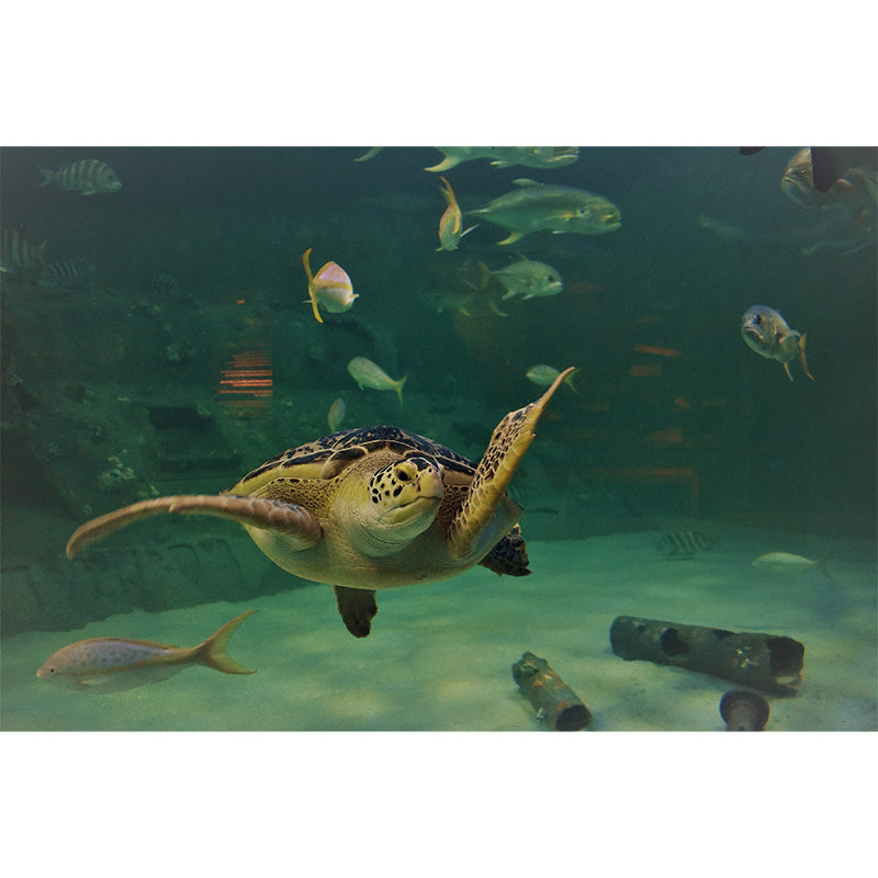Seabed Nature Scenery Mural Wallpaper for Sleeping Room Waterproofing, Custom Made