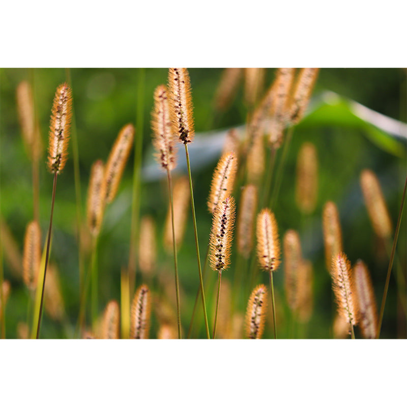 Setaria Plant Moisture Resistant Wall Mural Living Room Wall Decor, Custom Size Available