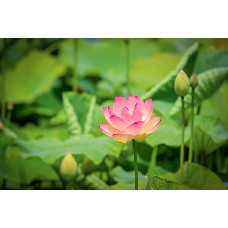 Water Plant Lotus Wall Mural Decal Water Resistant, Custom Size Available