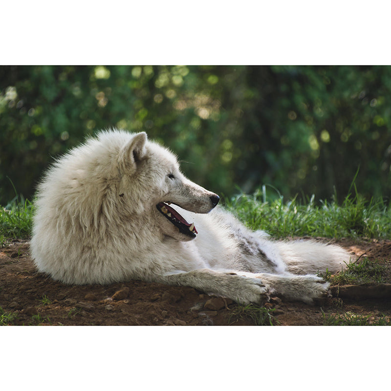 Contemporary Arctic Wolf Wall Mural Mildew Resistant Covering for Dining Room
