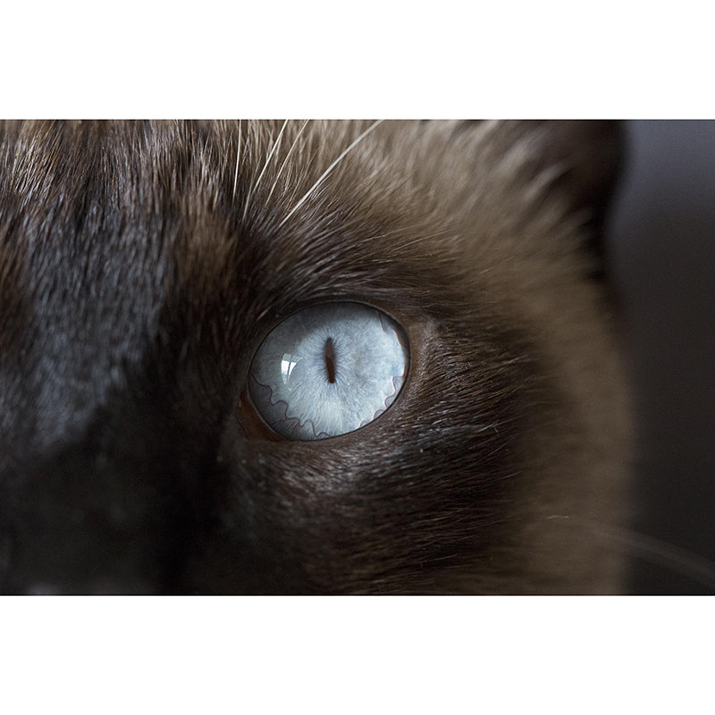 Customized Moisture Resistant Cat Eye Mural Wallpaper Environment Friendly Wall Decor