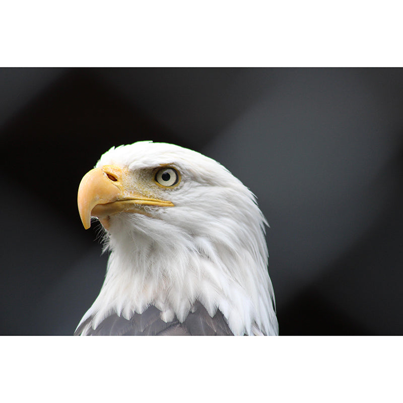 Customized Moisture Resistant Buzzard Mural Wallpaper Decal Environment Friendly Wall Decor