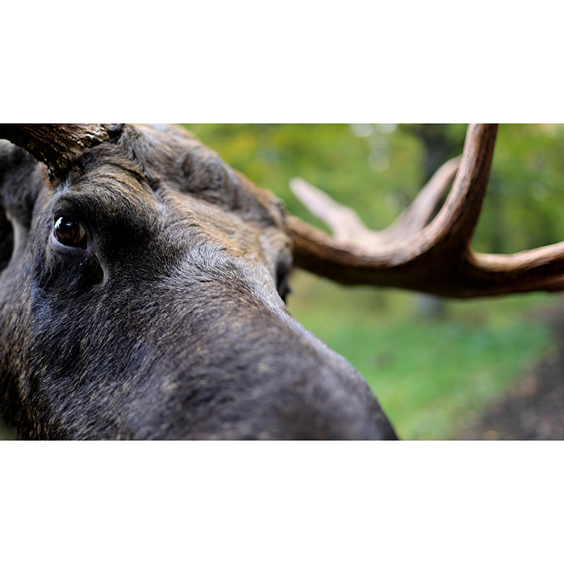 Moose Mural Decal Eco-friendly Wallpaper Customized Wall Covering for Sitting Room