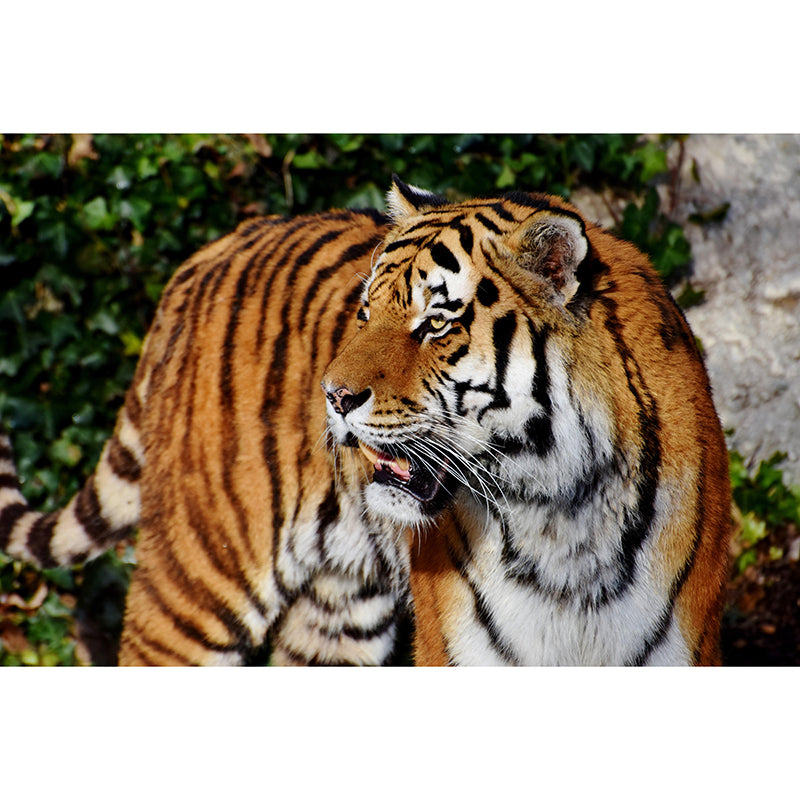 Siberian Tiger Mural Decal Eco-friendly Wallpaper Customized Wall Covering for Sitting Room