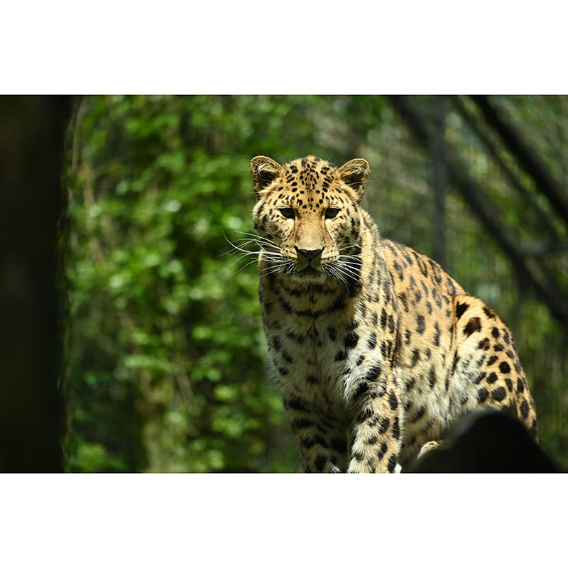 Amur Leopard Mural Decal Eco-friendly Wallpaper Customized Wall Covering for Sitting Room