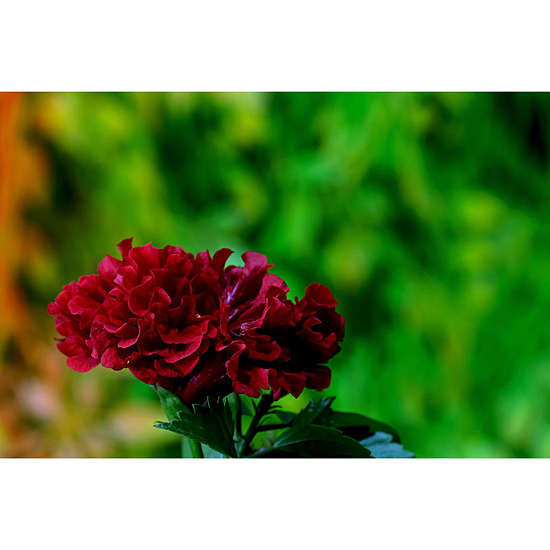 Customized Moisture Resistant Mural Wallpaper Decal Hibiscus Blooming Wall Decor