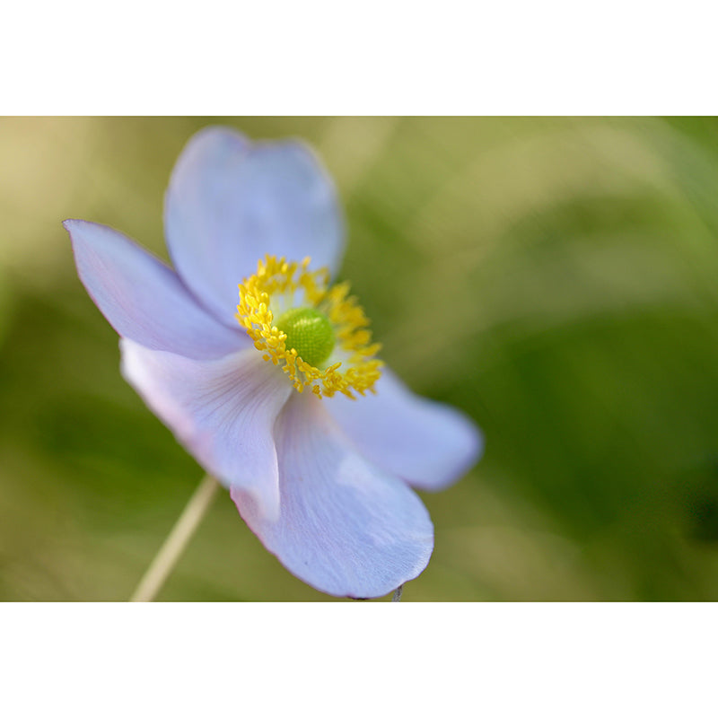 Customized Moisture Resistant Mural Wallpaper Decal Autumn Anemone Wall Decor