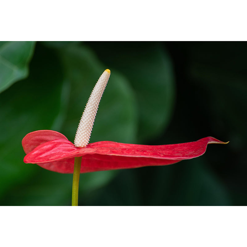 Flamingo Flower Mural Decal Modern Style Moisture Resistant for Sitting Room